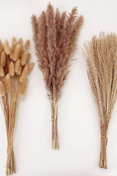 Dried Pampas Grass Decor, 100 PCS Pampas Grass Contains Bunny Tails Dried Flowers, Reed Grass Bouquet for Wedding Boho Flowers Home Table Decor, Rustic Farmhouse Party (White and Brown) Dried Pampas Grass Decor, Diy Esstisch, White Pampas, Cheap House, Grass Bouquet, Pampas Grass Bouquet, Dried Plants, Fleurs Diy