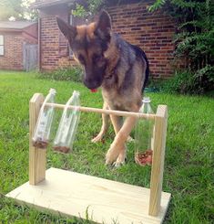 a german shepherd dog standing next to three empty glass bottles on a wooden stand in the grass