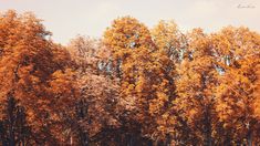 the trees are changing colors in the fall season, and there is no image here to provide a caption for