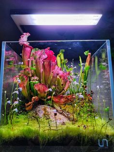 an aquarium filled with pink flowers and plants