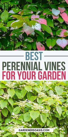 Flowering Vines For Shade (9 Perennial Climbers That Won't Take Over Your Garden) Shade Vines, Vines For Shade, Climbing Plants Fence, Shady Backyard, Hydrangea Petiolaris, Shady Garden, Evergreen Vines