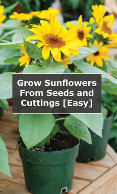 You can grow sunflowers from both seeds and stem cuttings. As a summary, choose a bright, sunny spot with a well-draining soil mix and plant your sunflower seeds about half an inch deep. Maintain two to three feet distance between two rows and six feet spacing between two plants...