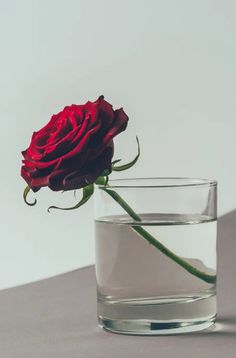 a single red rose in a glass of water