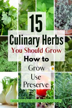 many different herbs are shown in this collage with the words culinary herbs you should grow how to grow use preserve