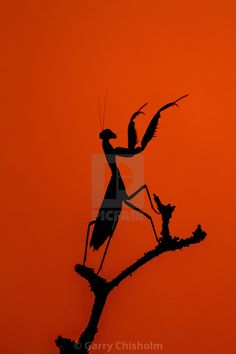 the silhouette of a praying mantissa on a tree branch against an orange sky