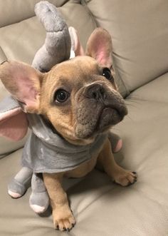 a small dog sitting on top of a couch next to a stuffed animal elephant toy