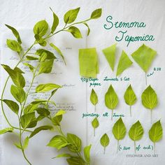 some green leaves are arranged on a sheet of paper with the words semoma japonica