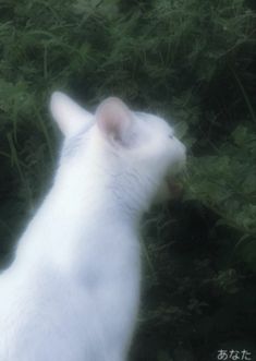 a white cat standing in the grass looking up at something on it's side