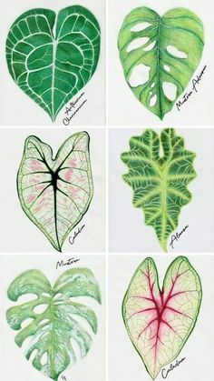 four different types of leaves are shown in green and pink colors, with the same color scheme