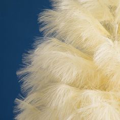 closeup of white feathers against a blue sky