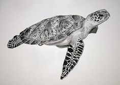 a drawing of a sea turtle in black and white