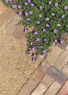 purple flowers growing in the middle of a brick walkway