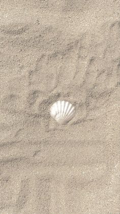 a shell is in the sand at the beach