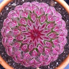 the top view of a pink flower in a pot