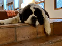 a large black and white dog laying on top of a brick wall