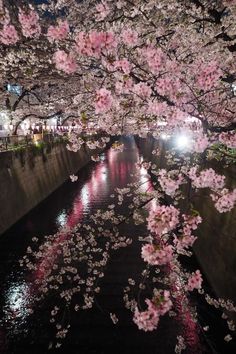 cherry blossoms are blooming along the river at night