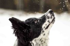 a black and white dog in the snow with it's face up to the sky