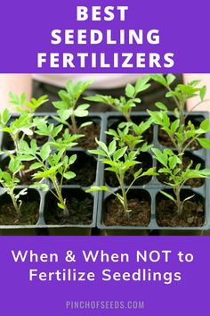 seedlings in trays with text that reads best seeding fertilizers when and when not to fertilize seeds