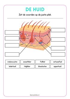 the structure of an animal's skin in french, with labels on each side