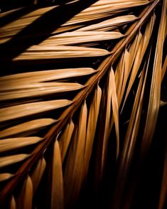 a close up view of the leaves of a palm tree, taken from above with a black background