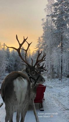 a reindeer pulling a sleigh through the snow