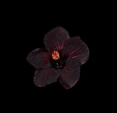 a dark flower with red stamens on it