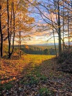 a dirt road surrounded by trees with leaves on the ground and grass in the foreground