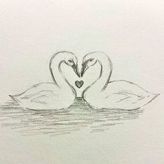 two swans in the water making a heart shape with their beaks drawn on paper