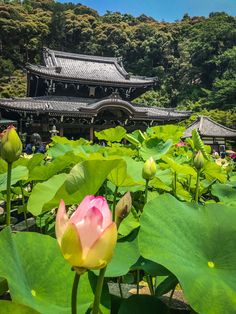 Uji has so much to offer: matcha green tea, museums, unique temples and great atmosphere. Don't miss this destination - only a day-trip from Kyoto Matcha Green, Different Seasons, Japanese Pottery