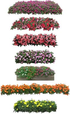 several different types of flowers are arranged in rows