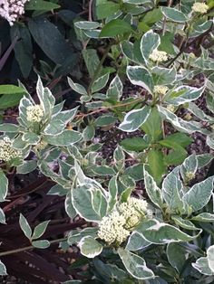 some green leaves and white flowers in the grass