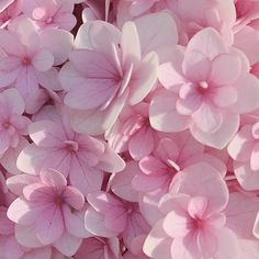 pink flowers that are blooming in the sun