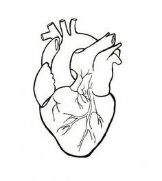 a drawing of the human heart