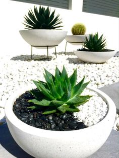 two white planters with green plants in them on graveled area next to building