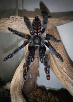 a large spider sitting on top of a wooden branch