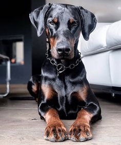 a black and brown dog is sitting on the floor with his paws hanging out, looking at the camera