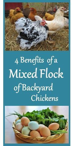 chickens and eggs in a basket with the title 4 benefits of a mixed flock of backyard chickens