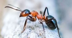 an ant is standing on top of a piece of wood