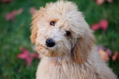 a close up of a dog with grass and flowers in the back ground behind it