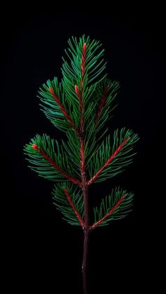 a small pine tree with red and green needles on it's branches, against a black background