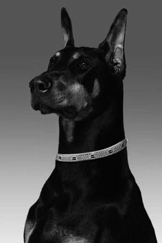 a black and white photo of a doberman dog sitting in front of a gray background