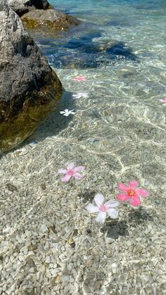 pink flowers floating in clear water next to rocks