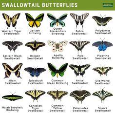 the different types of butterflies are shown in this poster, which shows them all different colors