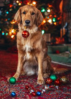 a golden retriever sitting in front of a christmas tree with ornaments on the floor