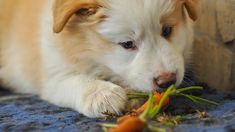 a white and brown dog chewing on a carrot with it's paw in its mouth