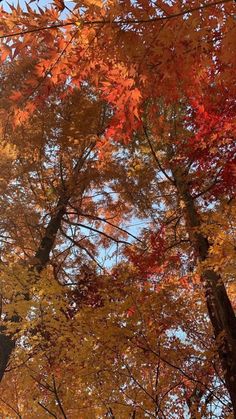 trees with orange and yellow leaves on them in the fall, looking up into the sky