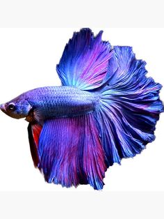 a purple and blue siamese fish on a white background