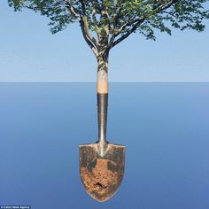 a tree with a shovel stuck in it's trunk is reflected in the water