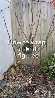 someone is holding up a small tree in their backyard with the words how to wrap a small fig tree