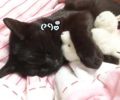 a black cat laying on top of a bed next to a white teddy bear